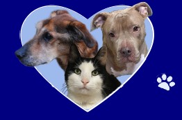 Goshen Humane Society